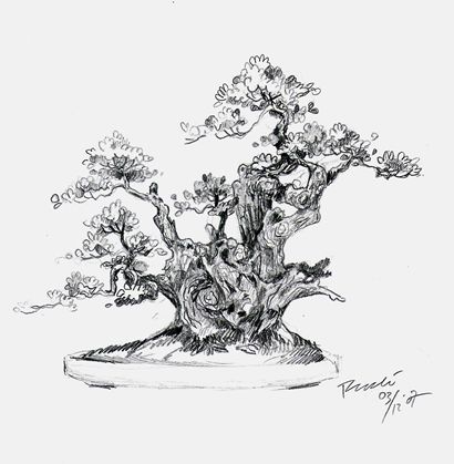 410x419 Pin By Ltna Bex On Bonsaj.risunok. Bonsai - Bonsai Sketch