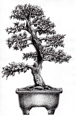 260x400 Sketch Drawing Contest - Bonsai Sketch