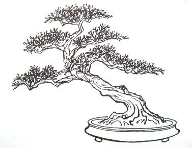 Bonsai Sketch At Paintingvalley.com 