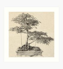 210x230 Bonsai Drawing Art Prints Redbubble - Bonsai Sketch