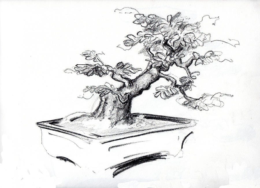 900x654 Bonsai Drawing By Thomas Lupari - Bonsai Sketch
