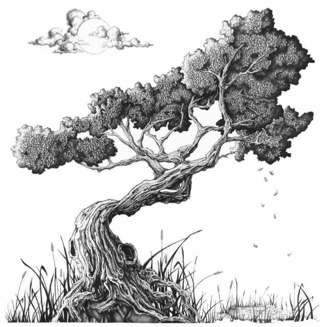 637x640 Drawn Wind Tree - Bonsai Tree Sketch