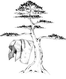 250x302 List Of Bonsai Tree Articles - Bonsai Tree Sketch