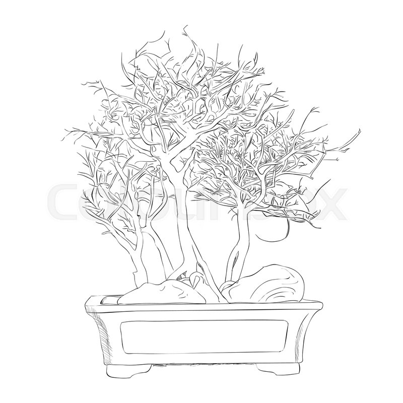 800x800 Vector Sketch Of Bonsai. Hand Draw Illustration. Stock Vector - Bonsai Tree Sketch