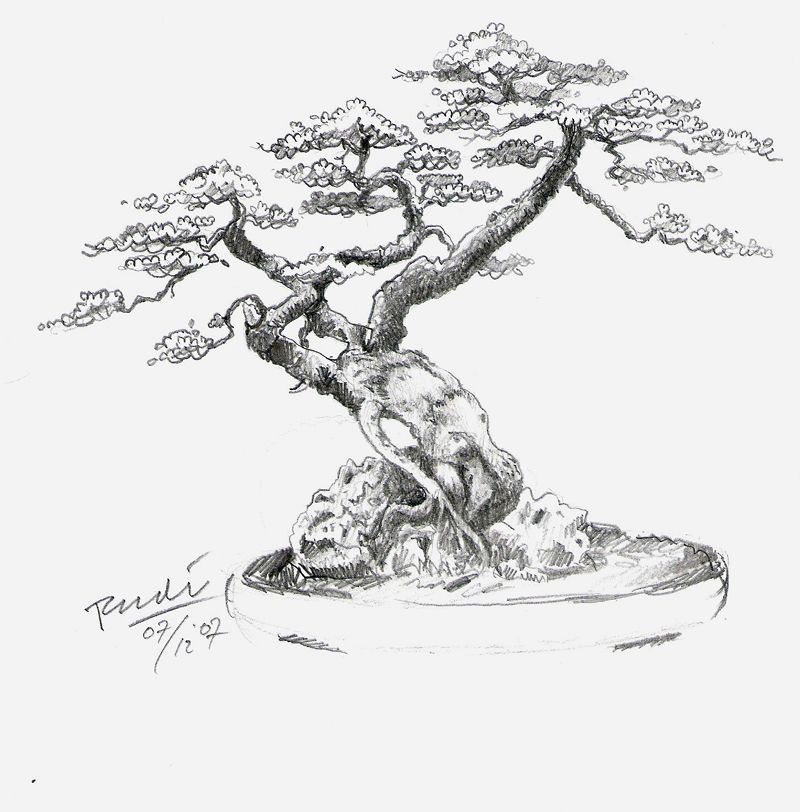 800x812 Japanese Trees Tattoos - Bonsai Tree Sketch