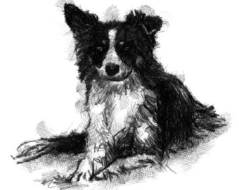 340x270 Border Collie Sketch Etsy - Border Collie Sketch
