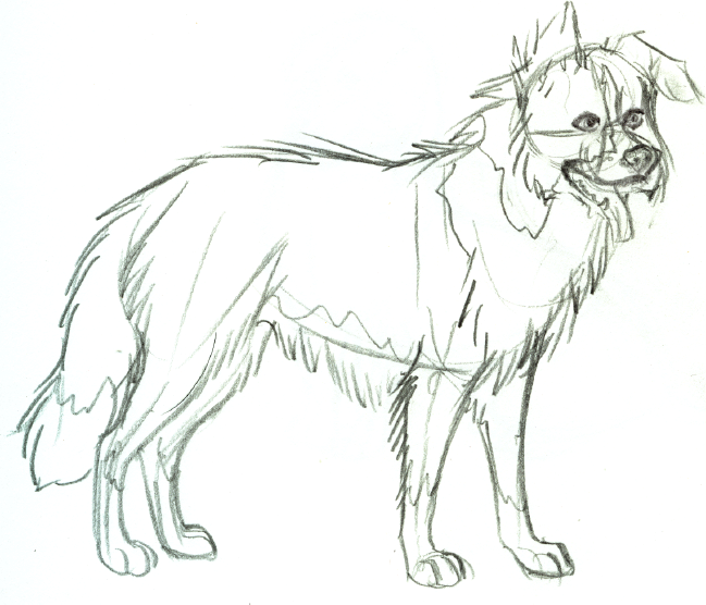 649x556 Border Collie Sketch By Anbu Flashez - Border Collie Sketch