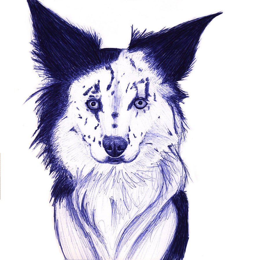 889x899 Border Collie Sketch By Petrunsig - Border Collie Sketch