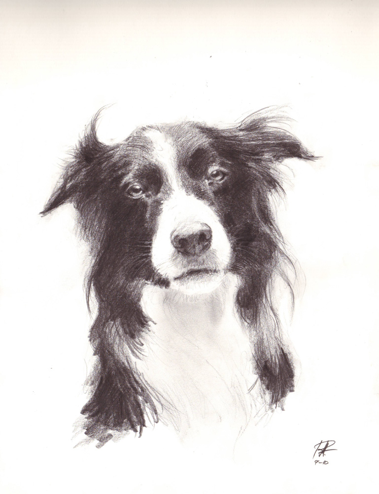 769x1000 Border Collie. Monster In The City - Border Collie Sketch