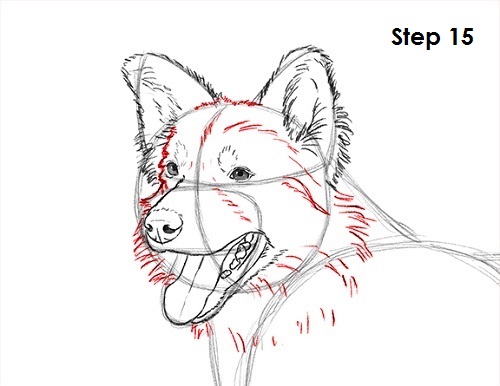 500x386 How To Draw A Border Collie - Border Collie Sketch