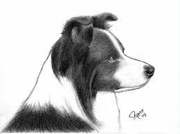 260x194 Image Result For Border Collie Sketch Sketching In 2018 - Border Collie Sketch