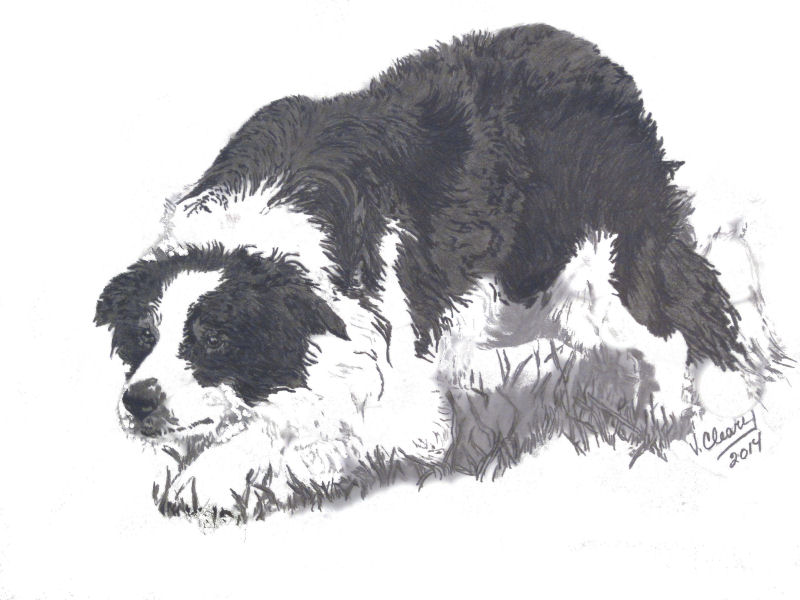 800x600 - Border Collie Sketch