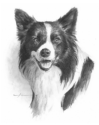 400x507 Border Collie - Border Collie Sketch