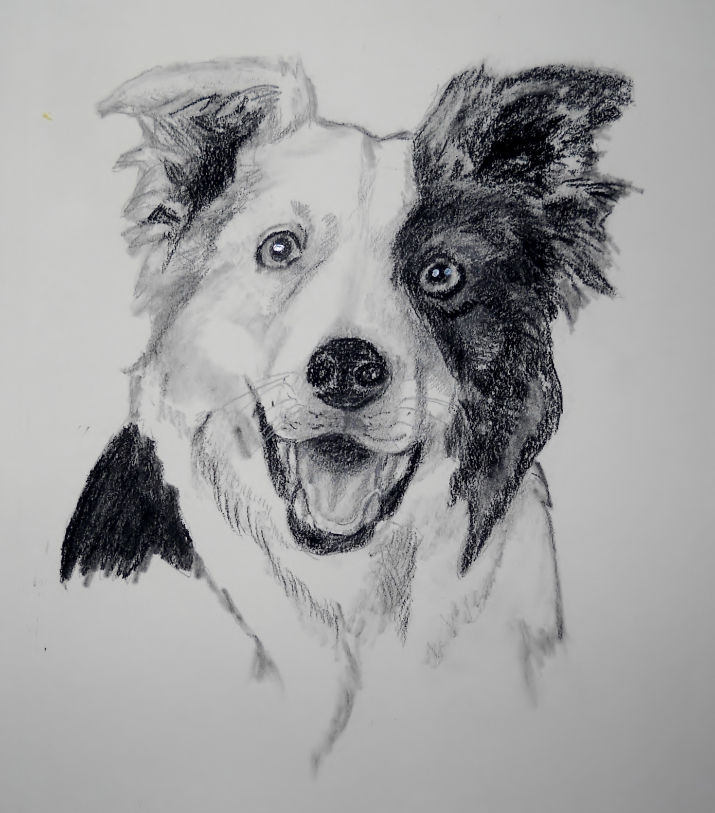 1470x1671 Border Collie Dara Dehnicke - Border Collie Sketch