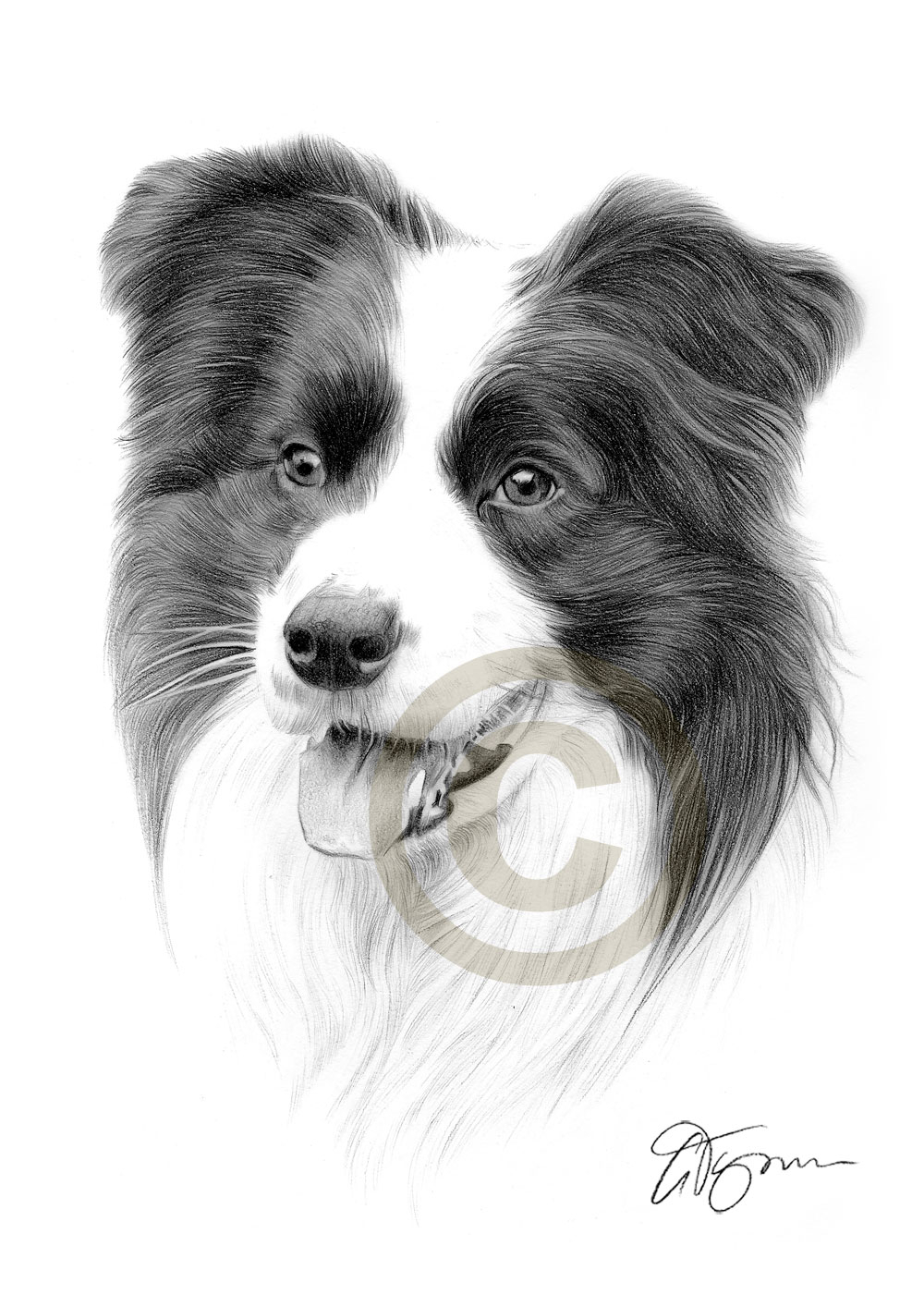 1000x1414 Border Collie Drawing - Border Collie Sketch