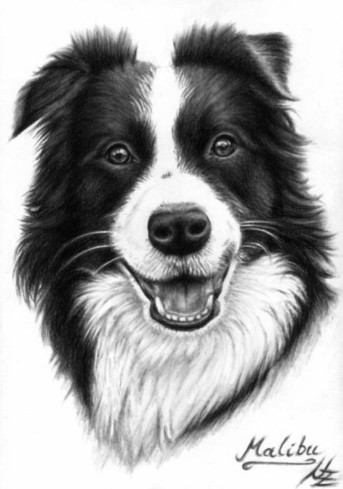 491x700 Border Collie Drawing Wings Fur Paws Beaks Tails Fins Horns - Border Collie Sketch