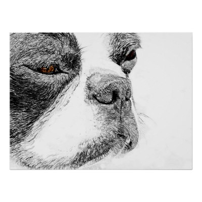 400x400 Boston Terrier Art Print Sketch Art - Boston Terrier Sketch
