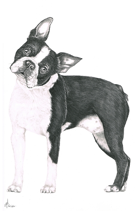 449x700 Boston Terrier Drawing By Murphy Elliott - Boston Terrier Sketch