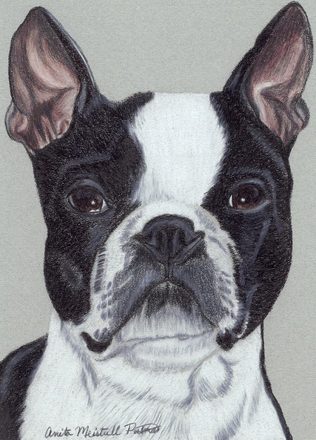 647x900 Boston Terrier Drawings Fine Art America - Boston Terrier Sketch