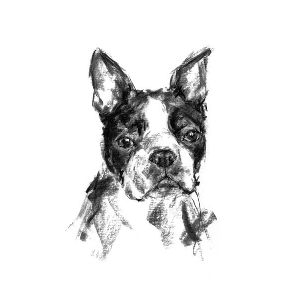 600x600 Boston Terrier Sketch Print - Boston Terrier Sketch