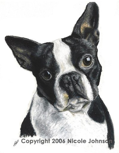 400x514 Boston Terrier By Bivoirart - Boston Terrier Sketch