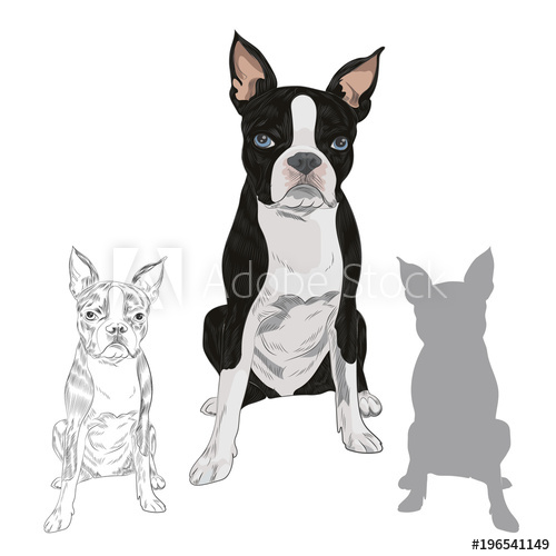 500x500 Boston Terrier Dog Breed Isolated On White Background. Purebred - Boston Terrier Sketch