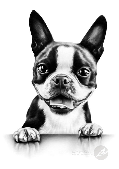 493x700 Boston Terrier Drawing - Boston Terrier Sketch