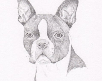 340x270 Boston Terrier Impression Etsy - Boston Terrier Sketch