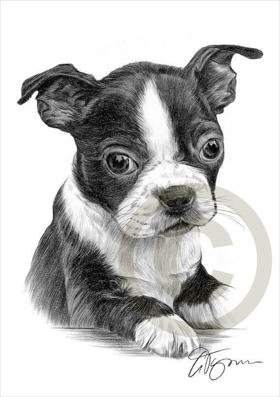 570x806 Dog Boston Terrier Puppy Pencil Drawing Print - Boston Terrier Sketch