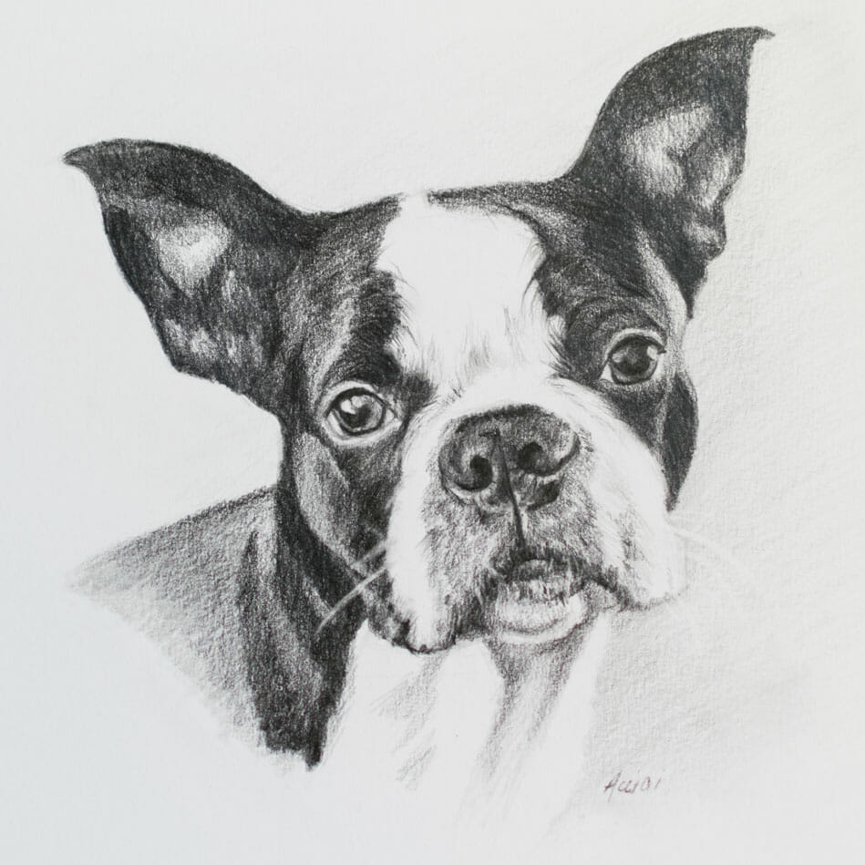 949x949 Eyes Of A Dreamer Boston Terrier - Boston Terrier Sketch