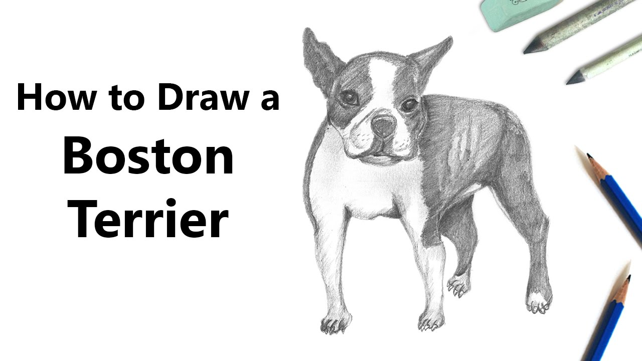 1280x720 How To Draw A Boston Terrier With Pencils [Time Lapse] - Boston Terrier Sketch