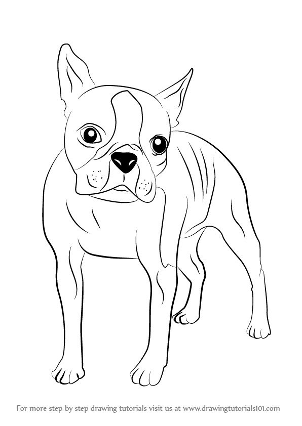 596x842 Learn How To Draw A Boston Terrier (Dogs) Step By Step Drawing - Boston Terrier Sketch