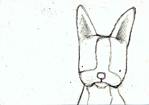 500x353 Little Boston Terrier Sketch - Boston Terrier Sketch