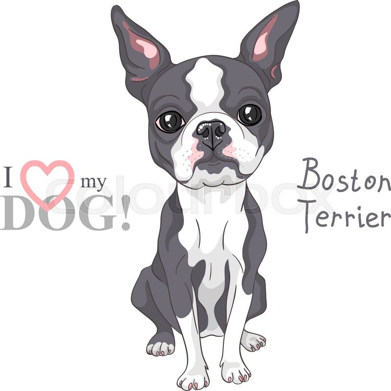 800x800 Vector Serious Dog Boston Terrier Breed Sitting Stock Vector - Boston Terrier Sketch