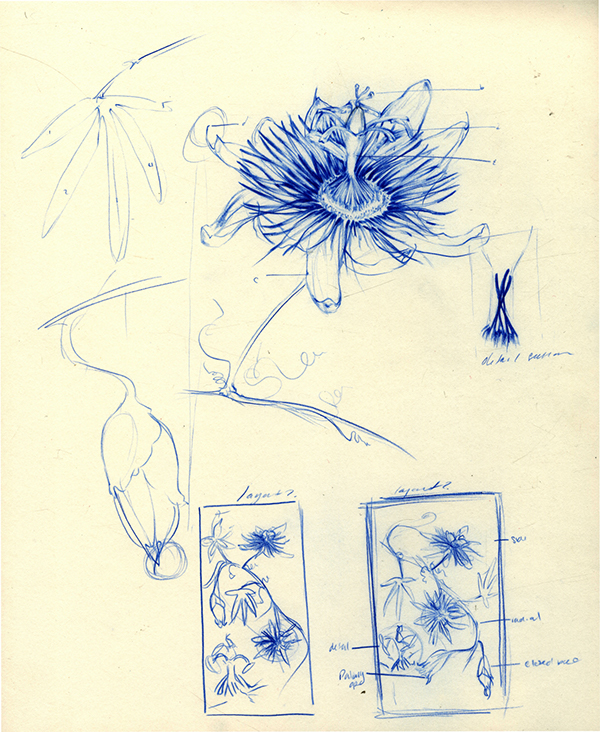 600x732 Botanical Sketches, Plans, And Illustrations On Behance - Botanical Sketches