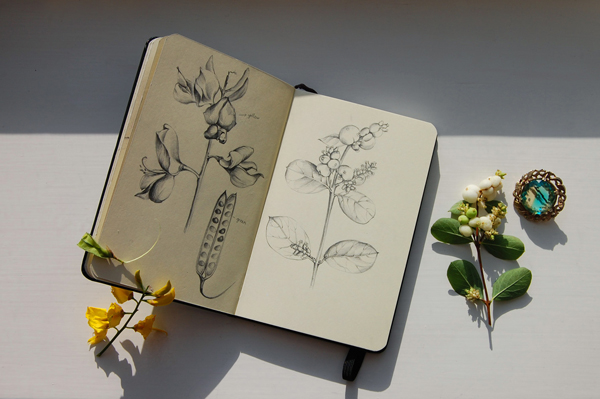 600x399 Botanical Sketches - Botanical Sketches