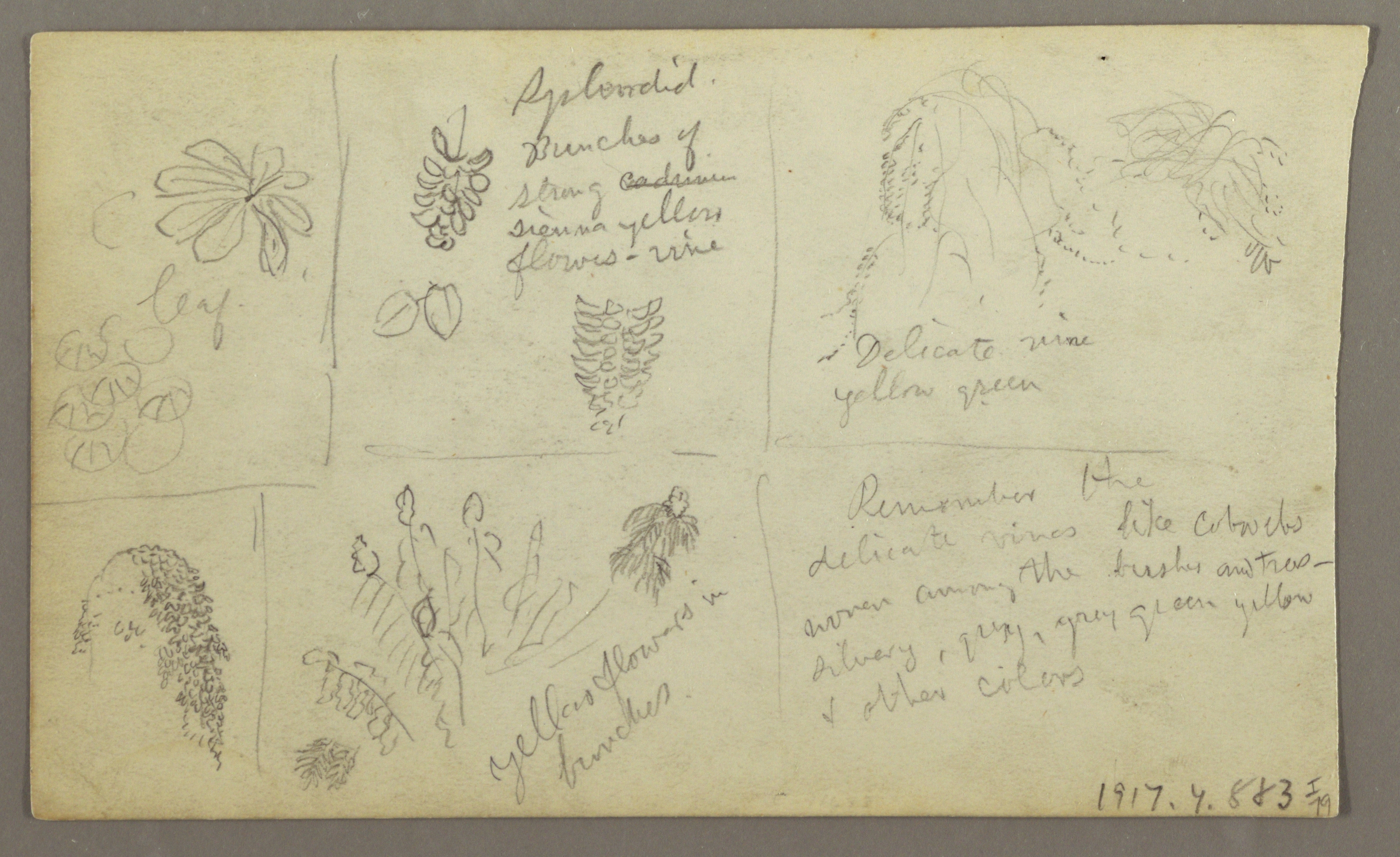 3218x1969 Filedrawing, Botanical Sketches, Ecuador, Or Colombia Verso - Botanical Sketches