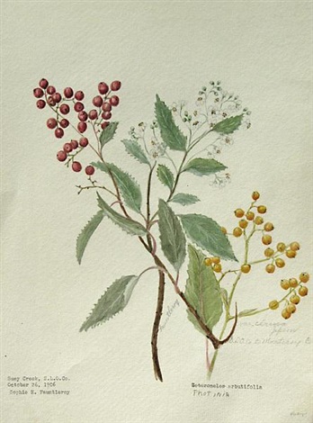 348x470 Plants Of The California Redwood Forest And Other Botanical - Botanical Sketches