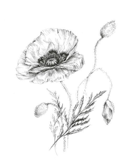 500x640 Poppy Drawing, Botanical Prints, Floral Illustrations, Pen Flower - Botanical Sketches
