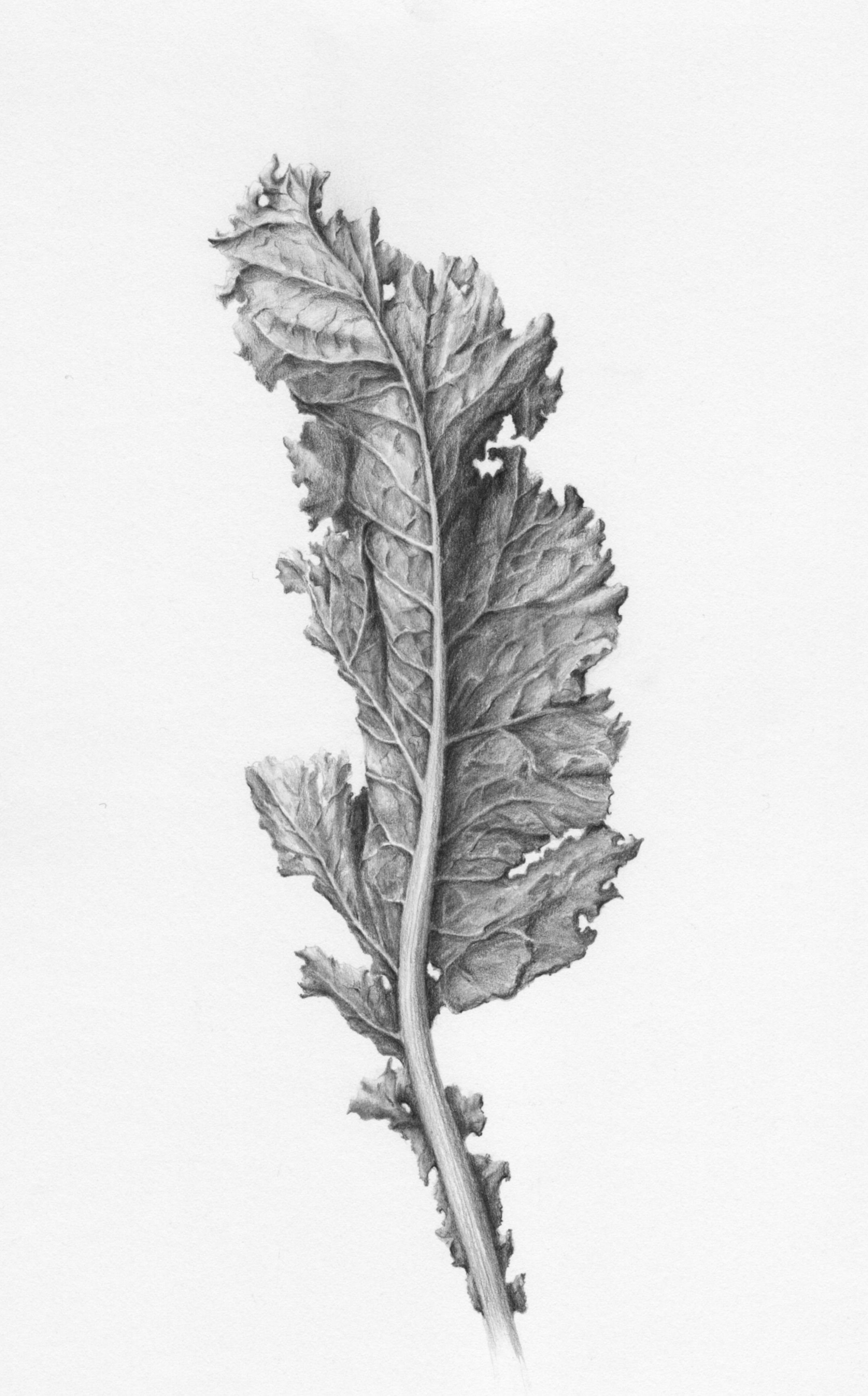2152x3460 Shades Of Gray Botanical Drawings In Graphite By Eva Maria Ruhl - Botanical Sketches