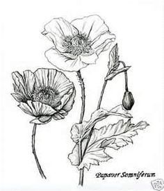 236x275 Botanical Sketches Of Poppies - Botanical Sketches
