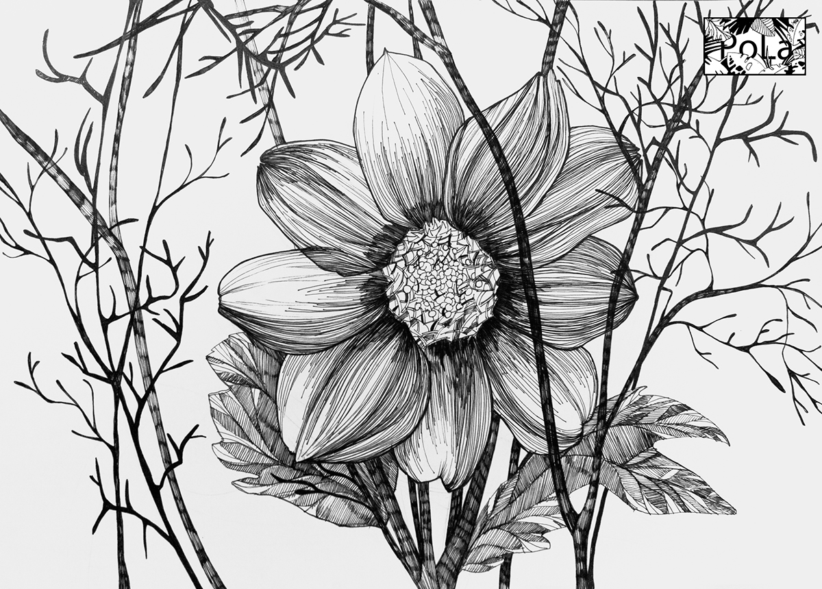 1200x859 Blackampwhite Botanical Sketch On Behance - Botanical Sketches