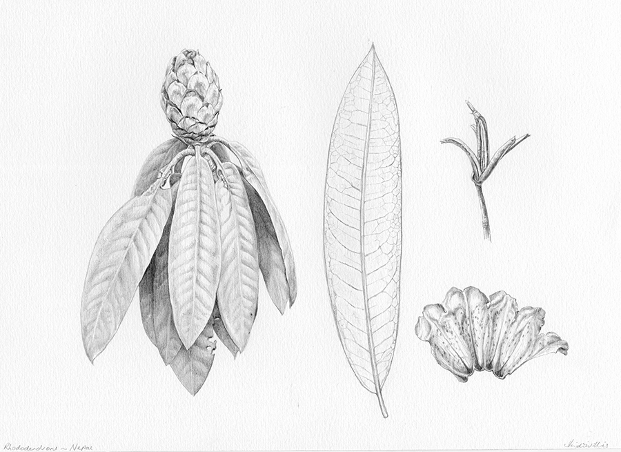 900x655 Botanical Drawing ~ Rhododendron Field Drawings Heidi Willis - Botanical Sketches