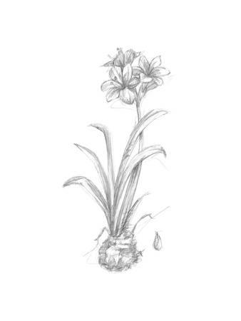338x450 Botanical Sketch Ii Art Print By Ethan Harper - Botanical Sketches