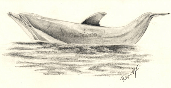 600x309 Dolphin Sketch By Aquaorca - Bottlenose Dolphin Sketch
