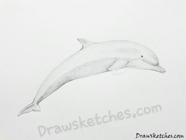 600x450 How To Draw A Dolphin In 20 Easy And Detailed Steps With (Pictures) - Bottlenose Dolphin Sketch