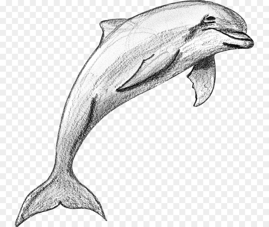 900x760 Porpoise Tucuxi Common Bottlenose Dolphin Rough Toothed Dolphin - Bottlenose Dolphin Sketch