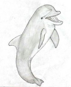 236x288 Dolphin Sketch Sketch Of A Bottlenose Dolphin. It Took Me A Lot - Bottlenose Dolphin Sketch