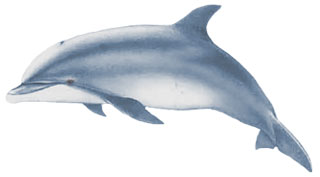 320x177 Bottlenose Dolphin - Bottlenose Dolphin Sketch
