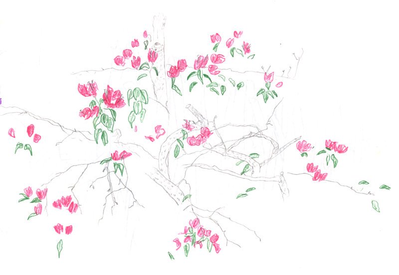 800x552 Cape Town Sketches Natasha Tonkin - Bougainvillea Sketch